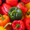 Capsicum