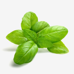 Basil