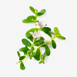 Brahmi