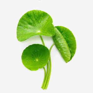 Centella Asiatica