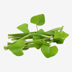 Cissus