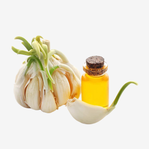 Garlic