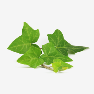 Ivy Leaf