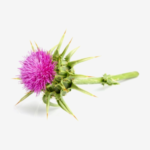 Milk Thistle