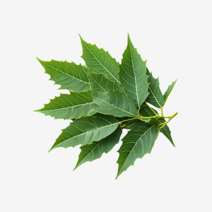 Neem