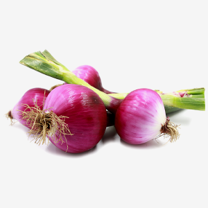 Onion