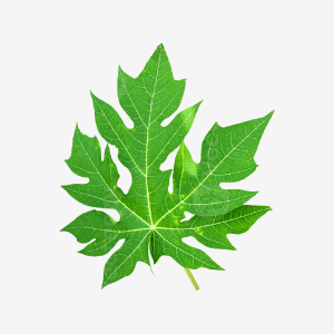 Papaya Leaf